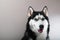 Portrait of Siberian husky dog.