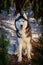 Portrait Siberian husky dog in dense fairy-tale winter morning forest