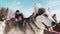Portrait of a Siberian Husky dog outdoors. Footage. Close-up portrait of noble sled dog a Chukchi husky breed dog on