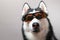 Portrait Siberian husky dog in ski goggles.