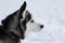 Portrait of a Siberian Husky dog in winter against the background of white snow. A dog of a sled breed shot in profile close-up