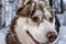 Portrait siberian husky dog on the winter background while walking in nature. Snow-covered muzzle close up.