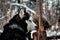 Portrait of Siberian husky dog in winter forest.