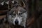 Portrait of a Siberian husky grey dog similar to a wolf with expressive blue eyes on a dark green background of a thoroughbred pet