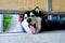 Portrait of siberian husky looking at camera on the floor