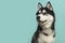 Portrait of a siberian husky looking to the left on a blue background