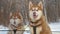 Portrait of Siberian Husky Sledge Dogs in Winter