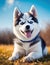 Portrait of a Siberian Husky smiling sitting on the grass