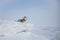 Portrait of Siberian husky on the snow on the frozen Okhotsk sea and forest background on Sakhalin Island