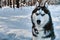 Portrait siberian husky in winter