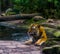 Portrait of a siberian tiger bathing in the water, tiger washing its self, animal behavior, Endangered animal species