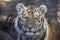 Portrait of siberian tiger cub