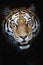 Portrait of a siberian tiger feline