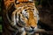 Portrait of a Siberian tiger head. The Siberian tigerlives in the Far East, particularly the Russian Far East and Northeast China