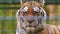 Portrait of a Siberian tiger looking at the camera.