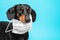 Portrait of a sick Dachshund dog, black and tan, wearing white antivirus medical mask on a blue background. concept of pet