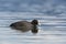 Portrait side view of black coot Fulica atra