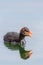 Portrait side view of young black coot Fulica atra