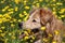 Portrait in sideview of a beautiful Golden Retriever mix