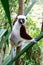 The portrait of a Sifaka lemur in the rainforest