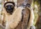 Portrait of a Sifaka Lemur resting on a tree, Kirindy Forest, Menabe, Madagascar