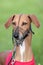 Portrait of Sighthound Azawakh on a green grass