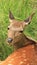 Portrait of a sika deer