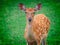 portrait of a sika deer on green background