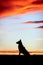 Portrait of the silhouette of a dog in front of a cloudy dusk or dawn