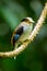 Portrait of Silver-breasted Broadbill