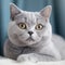 Portrait of a silver British Shorthair cat lying on a sofa beside a window in a light room. Closeup face of a beautiful British