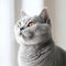 Portrait of a silver British Shorthair cat sitting in a light room beside a window. Closeup face of a beautiful British Shorthair