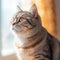 Portrait of a silver British Shorthair cat sitting in a light room beside a window. Closeup face of a beautiful British Shorthair