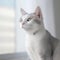 Portrait of a silver Japanese Bobtail cat sitting in a light room beside a window. Closeup face of a beautiful Japanese Bobtail