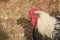 Portrait of silver laced Polish cook - breed of crested chicken