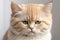 Portrait of a silver tabby british shorthair cat looking at the camera isolated on a white background