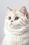 Portrait of a silver tabby british shorthair cat looking at the camera isolated on a white background