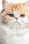 Portrait of a silver tabby british shorthair cat looking at the camera isolated on a white background