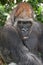 Portrait of a Silverback Gorilla