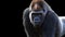 Portrait of a silverback gorilla making eye contact
