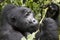 Portrait of silverback mountain gorilla, Bwindi Impenetrable For