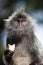 Portrait Silvered leaf monkey Trachypithecus cristatus or Silvery lutung silver leaf monkey. Silvery langur Malaysia