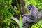 Portrait of a silvery gibbon sitting on a branch