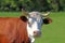 Portrait of a simmental cow on a pasture
