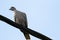 A portrait of a simple pigeon sitting on a black electrical high voltage wire looking around with a clear blue sky behind it