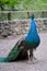 Portrait of singing peacock male