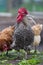 Portrait of a singing pied rooster close-up