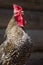 Portrait of a singing pied rooster close-up