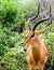 Portrait of a single antelope with natural green background taken on a sunny day in South Africa