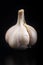 Portrait of single garlic with black cloth with a glass mat